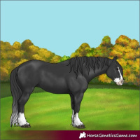 Horse Color:Black Splash 