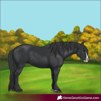 Horse Color:Black Splash 