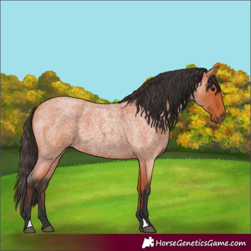 Horse Color:Bay Roan 