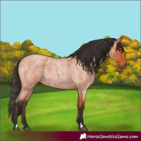 Horse Color:Bay Roan 