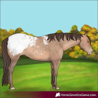 Horse Color:Sable Champagne Appaloosa 