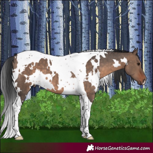 Horse Color:White Spotted Brown Dun Tobiano 