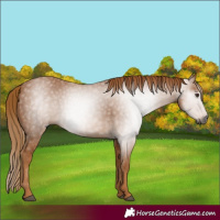Horse Color:Gray Chestnut 