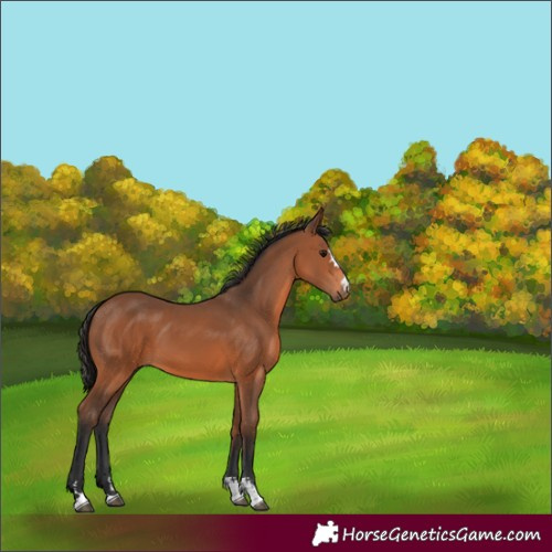 Horse Color:Unknown 