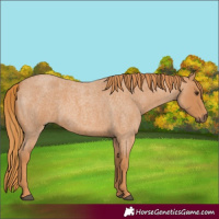 Horse Color:Red Roan 