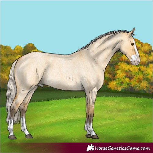 Horse Color:Unknown 