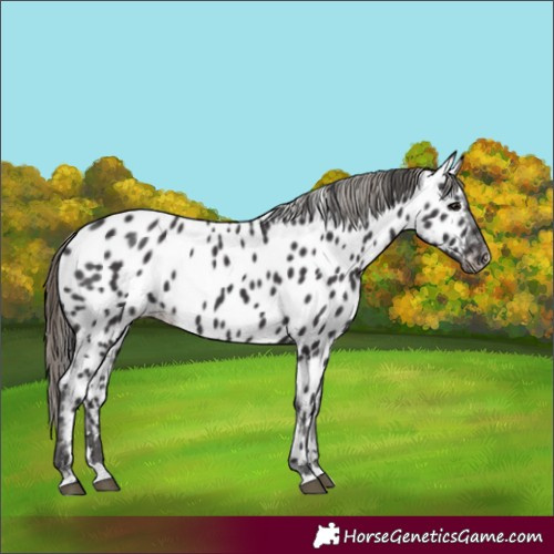 Horse Color:Smoky Black Near Leopard 