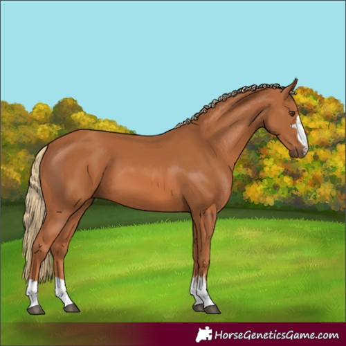 Horse Color:Chestnut 