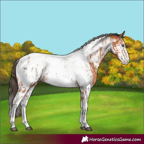 Horse Color:Bay Splash Tobiano Appaloosa and Bay Splash Tobiano Appaloosa