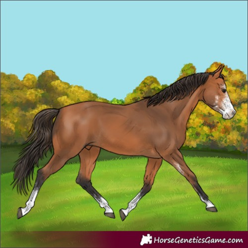 Horse Color:Bay Sabino 