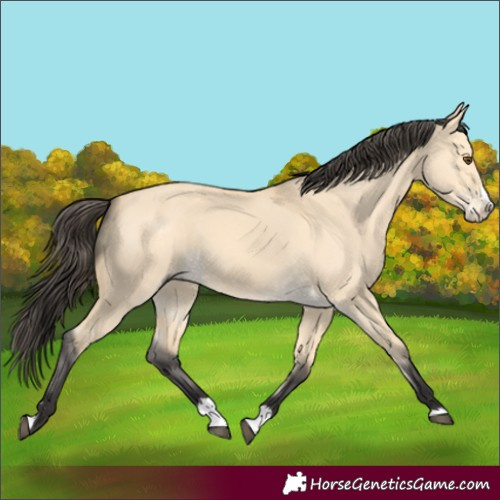 Horse Color:Buckskin Dun Splash