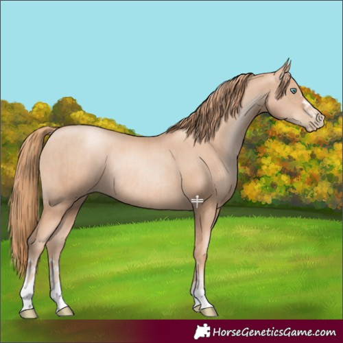 Horse Color:Gold Champagne Pearl Rabicano  and Gold Champagne Pearl Rabicano 