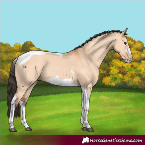 Horse Color:Bay Dun Tobiano Frame 