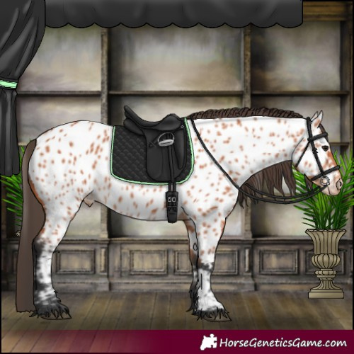 Horse Color:Bay Near Leopard