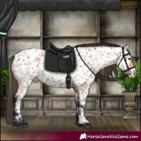 Horse Color:Bay Appaloosa