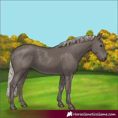 Horse Color:Silver Black