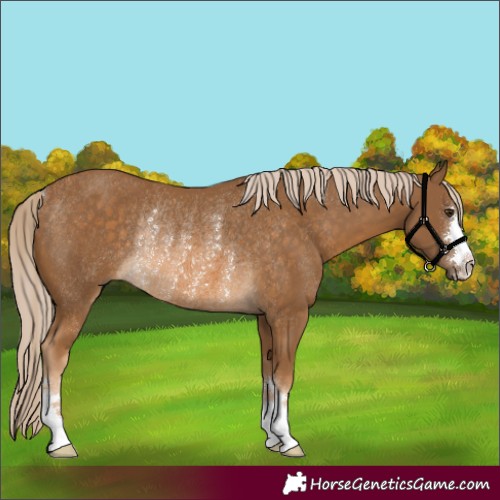 Horse Color:Chocolate Palomino Rabicano