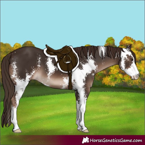 Horse Color:Liver Chestnut Sabino 
