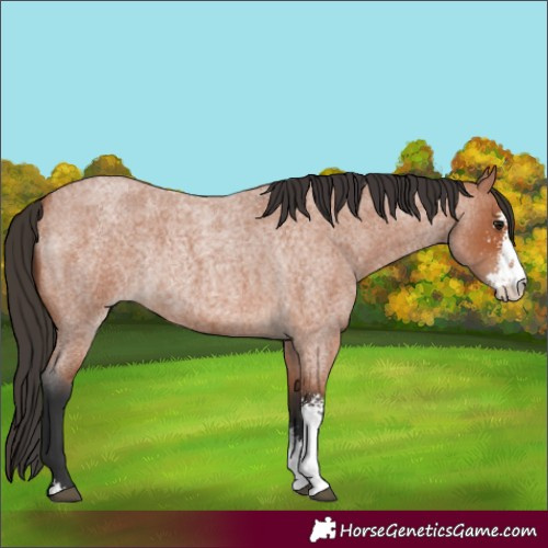 Horse Color:Bay Roan Sabino Rabicano