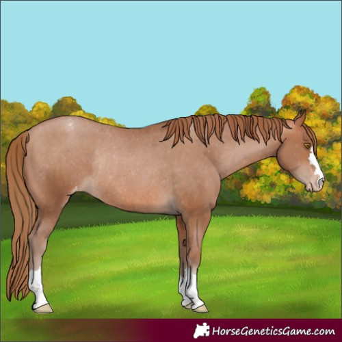 Horse Color:Brown Pearl Appaloosa Rabicano