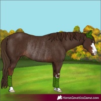Horse Color:Liver Chestnut Rabicano