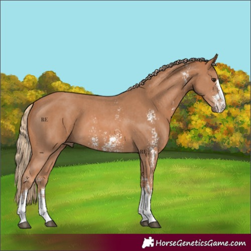 Horse Color:Chestnut Sabino 