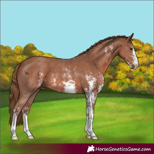 Horse Color:Chestnut Sabino 