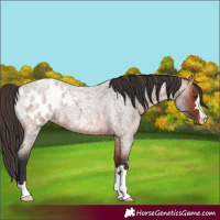 Horse Color:Bay Roan Appaloosa 