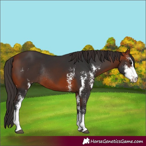 Horse Color:Bay Sabino Rabicano