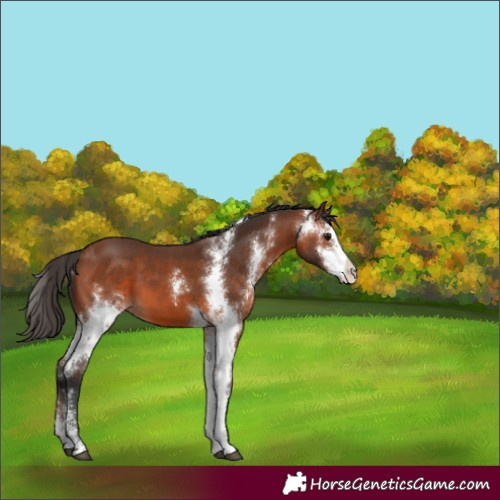 Horse Color:Bay Sabino 