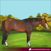 Horse Color:Bay Rabicano 