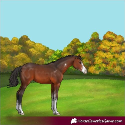 Horse Color:Brown Sabino