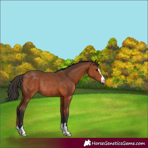 Horse Color:Bay Rabicano 