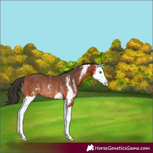 Horse Color:Bay Sabino Splash Rabicano 