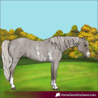 Horse Color:Silver Blue Roan Sabino 