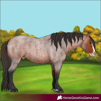 Horse Color:Bay Roan Splash
