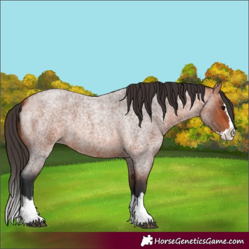 Horse Color:Bay Roan Splash 