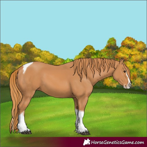 Horse Color:Chestnut Splash Tobiano 