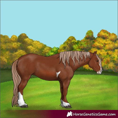 Horse Color:Chestnut Splash Tobiano