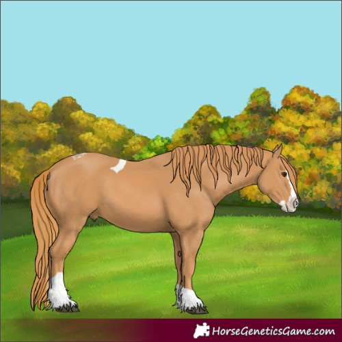 Horse Color:Chestnut Splash Tobiano