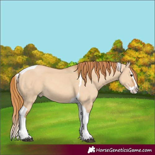 Horse Color:Red Dun Splash Tobiano