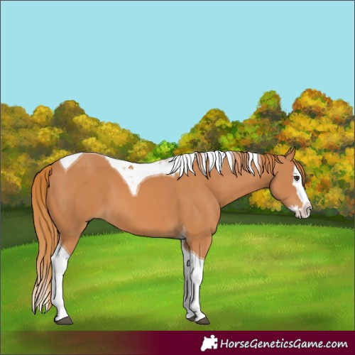 Horse Color:Chestnut Splash Tobiano 