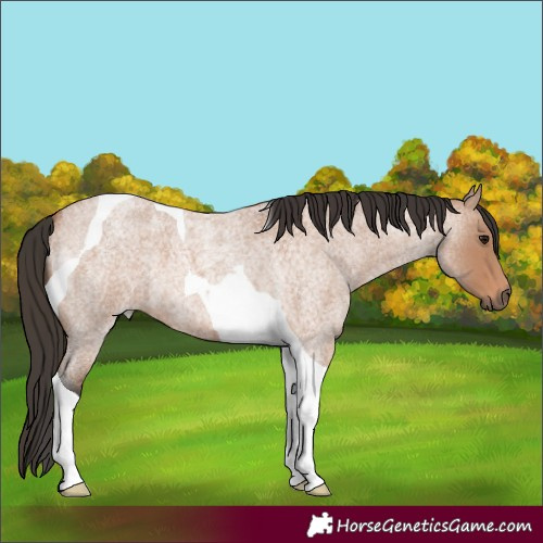 Horse Color:Bay Roan Tobiano 