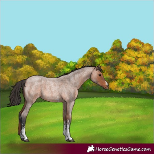 Horse Color:Bay Roan Sabino 