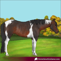 Horse Color:Brown Tobiano Rabicano