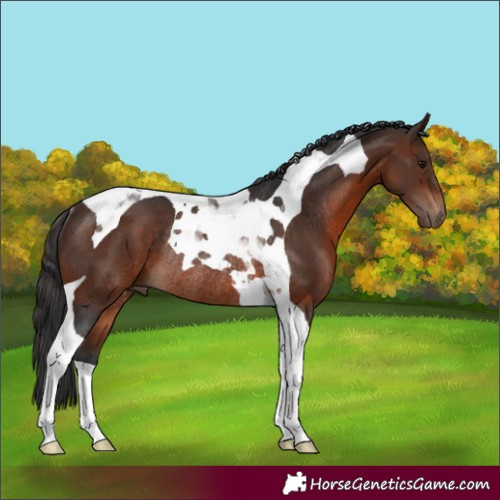 Horse Color:Brown Tobiano Rabicano 