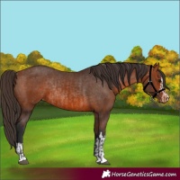 Horse Color:Bay Appaloosa  and Bay Appaloosa Rabicano 