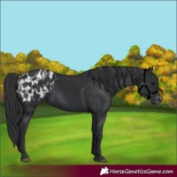 Horse Color:Black  and Black Appaloosa 