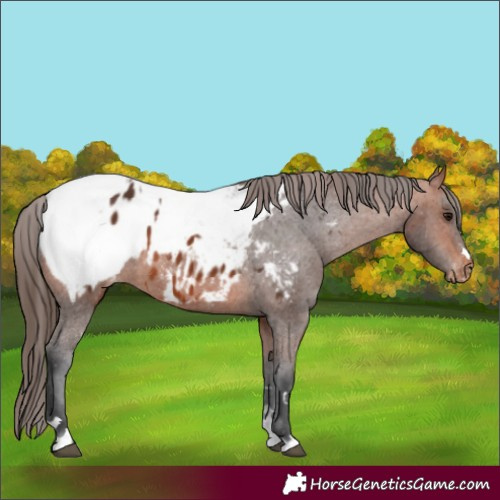 Horse Color:Bay Blanket and Bay Snowcap