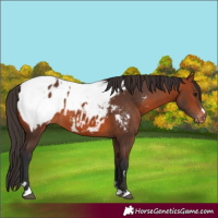 Horse Color:Bay Appaloosa  and Bay Appaloosa 